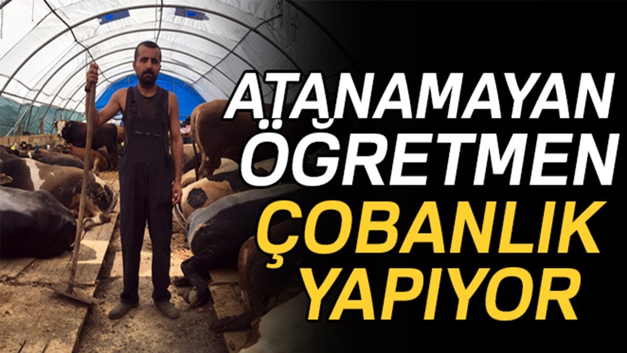 Atanamayan Öğretmen Çobanlık Yapıyor