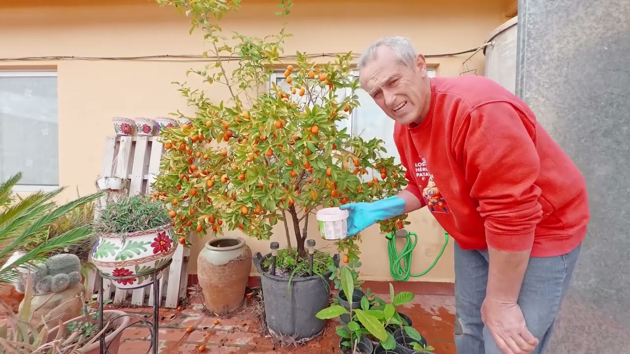 Como cultivar en maceta , Kumquat