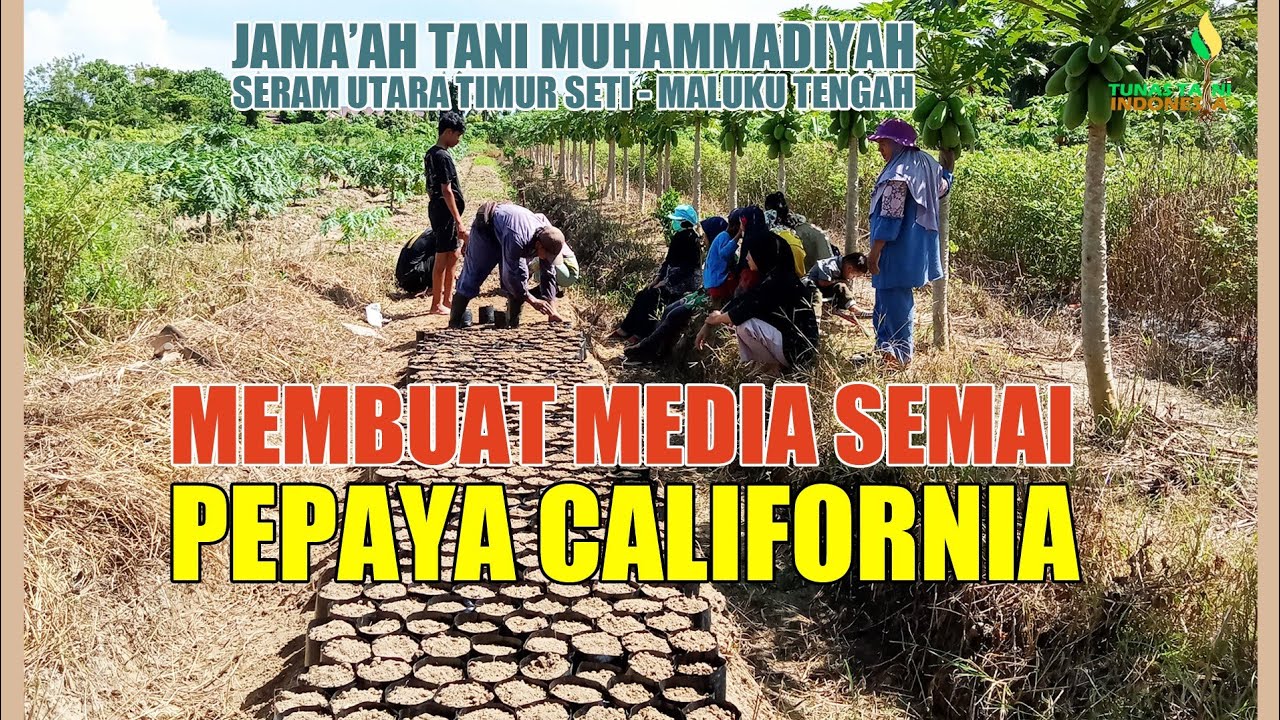 Peaya CARA SEMAI PEPAYA CALIFORNIA @TUNASTANIINDONESIA - YouTube