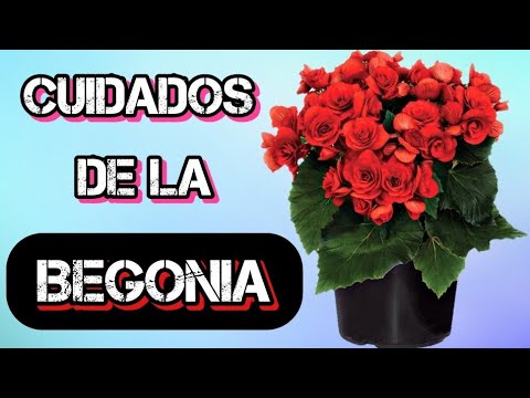 Begonia real - Más de 1000 PLANTAS Y FLORES del mundo