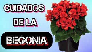 ♦️ Esta planta Es MAS Que increíble CUIDADOS DE LA BEGONIA Planta de  INTERIOR - YouTube