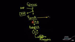 Pyruvate Dehydrogenase Deficiency Update