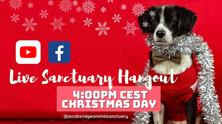 CHRISTMAS Sanctuary Hangout