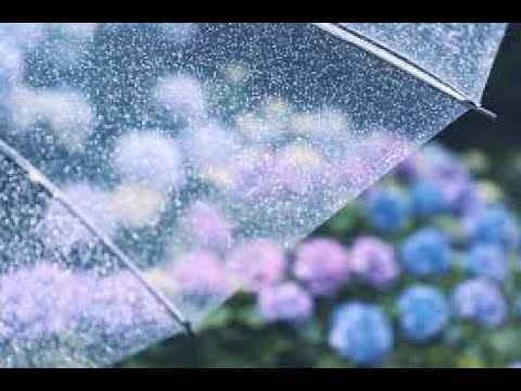 雨にキッスの花束を　今井美樹