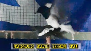 VIDIO KACER KAWIN||DENGAN SUARA PANCINGAN INI KACER LANGSUNG KAWIN#akhmadawnbf