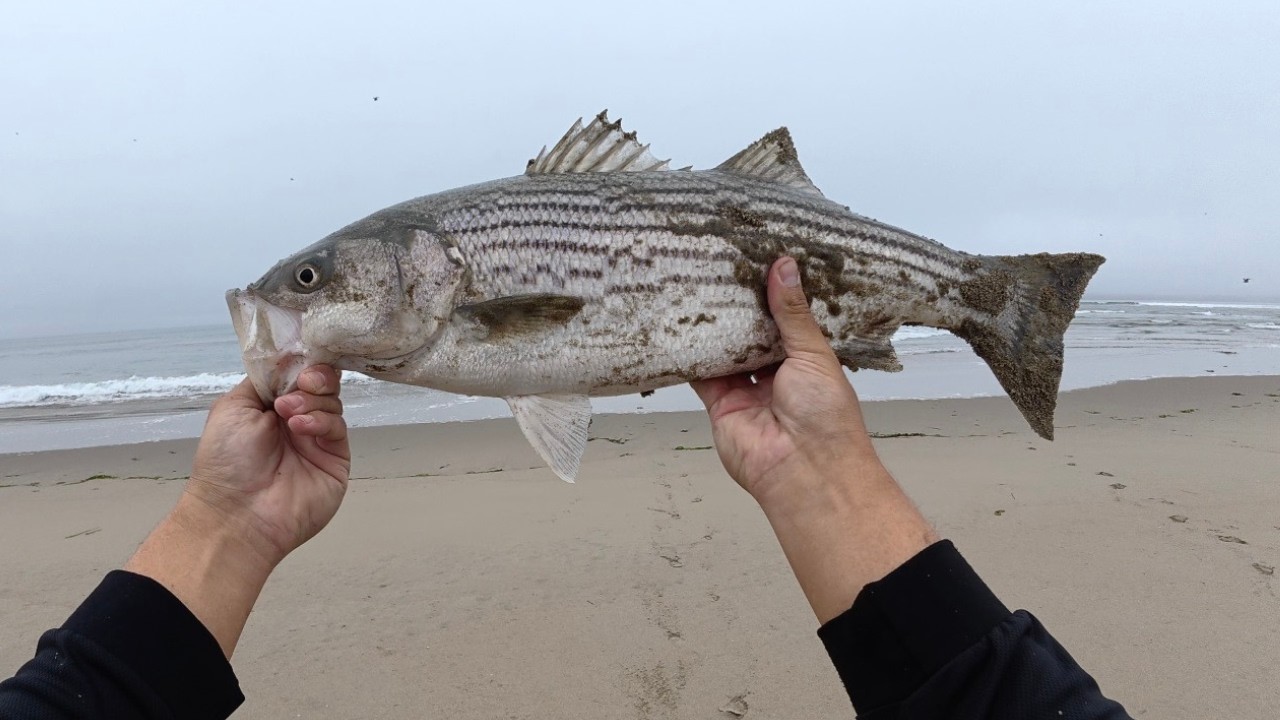 Remote Surf Fishing for California Striped Bass