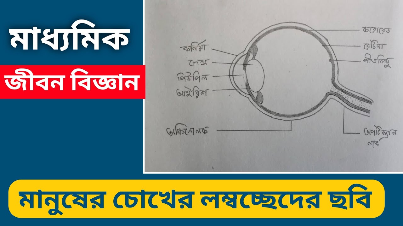 Madhyamik exam How to Draw Human Eye Diagram Easily মানুষের চোখের