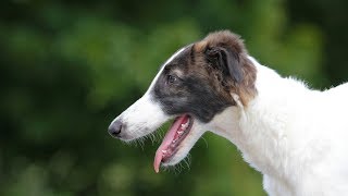 Professional Dog Training  Fun Session with a Borzoi Puppy!