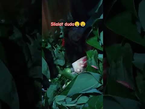 Silalat duda 🤤