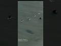 A group of people at the beach in Florida on Memorial Day realize there's a manatee swimming by them