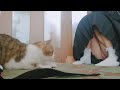 ねずみ!!!!!!#ねこさん #足 #ねこ動画