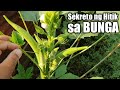 Paano magtanim ng okra at paramihin ang bunga