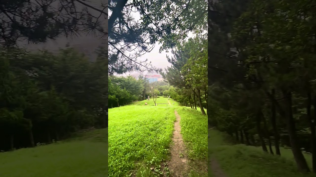 Forgotten Hilltop Meadow in Busan South Korea 