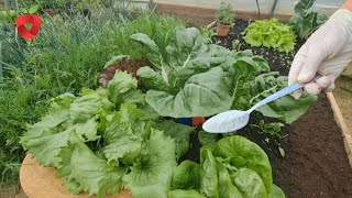 Plants grow like crazy - this is the best way to grow vegetables