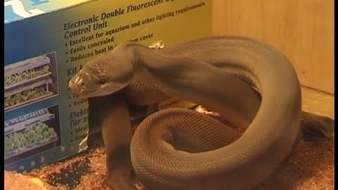 Juvenile Kimberley Olive Python feeds on a mouse