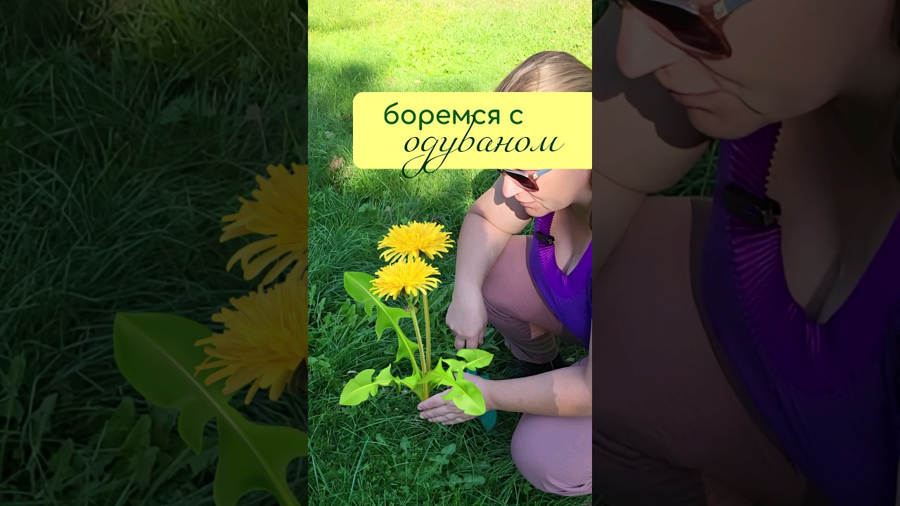 Боремся с ОДУВАНЧИКОМ на газоне