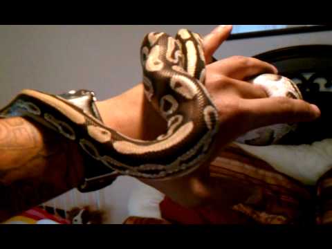 Introducing Mojo - Mojave Ball Python