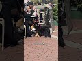 Dogs in ITALY🇮🇹🐕🦺