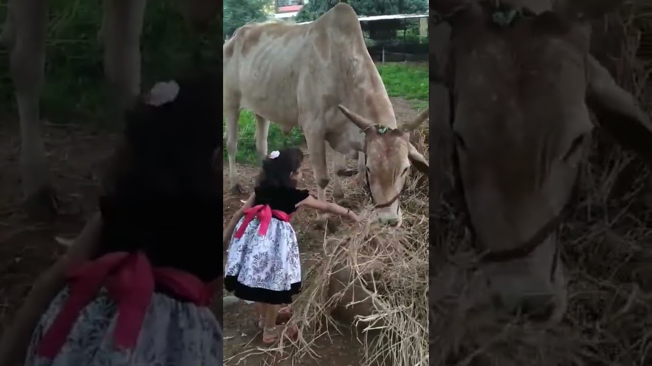 Govulu thellana gopayya nallana 