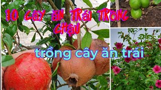 Tóp 10 cây ăn trái trồng trên sân thượng, chăm sóc cây ăn trái trồng chậu sai trĩu quả.