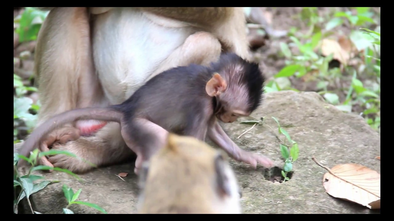 New born baby monkey to be completely weaned, Timo feeling happy to learn with no breastfeeding
