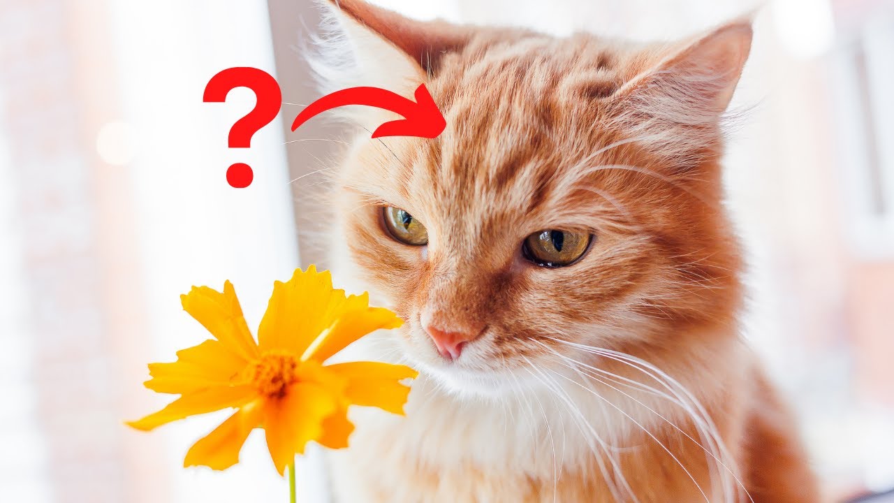 Top 10 Facts About Tabby Cats #Cats #CatFacts - YouTube