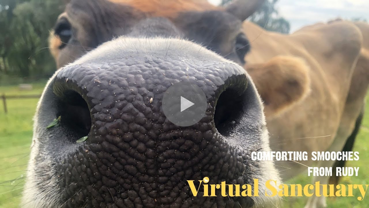 Virtual Sanctuary | Comforting Kisses From Rudy