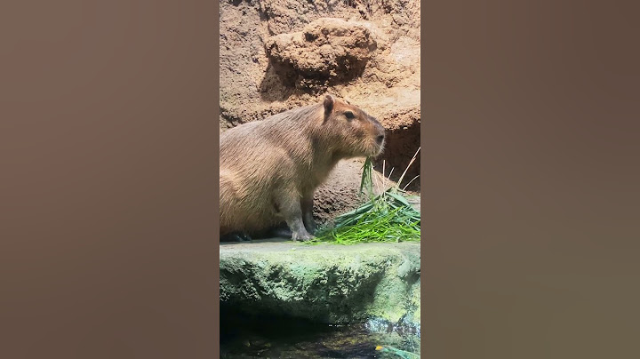 Meeting the Osaka Aquarium Capybara!