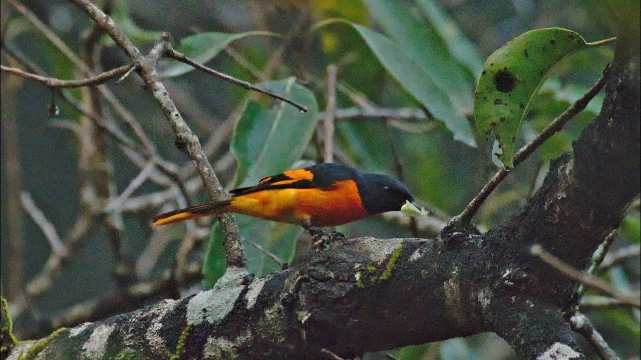 Orange Minivet (male) catches a moth