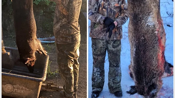 WILD BOAR Hunt Saskatchewan (wild boar adventures)