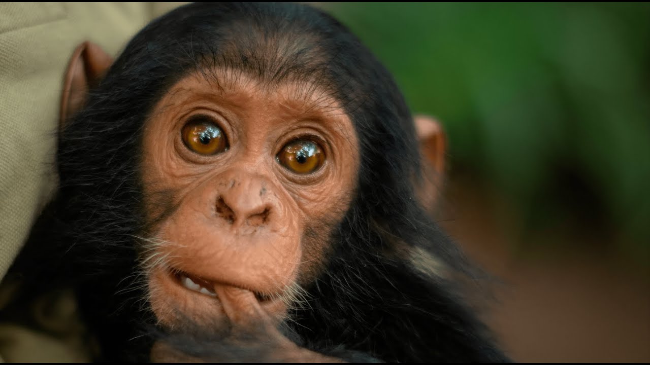 Chimp Rescue Lwiro Primates Sanctuary YouTube