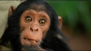 Chimp Rescue  Lwiro Primates Sanctuary