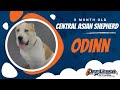 Central Asian Shepherd, 8 Months, Odinn | Best Central Asian Shepherd Trainers | Off Leash K9