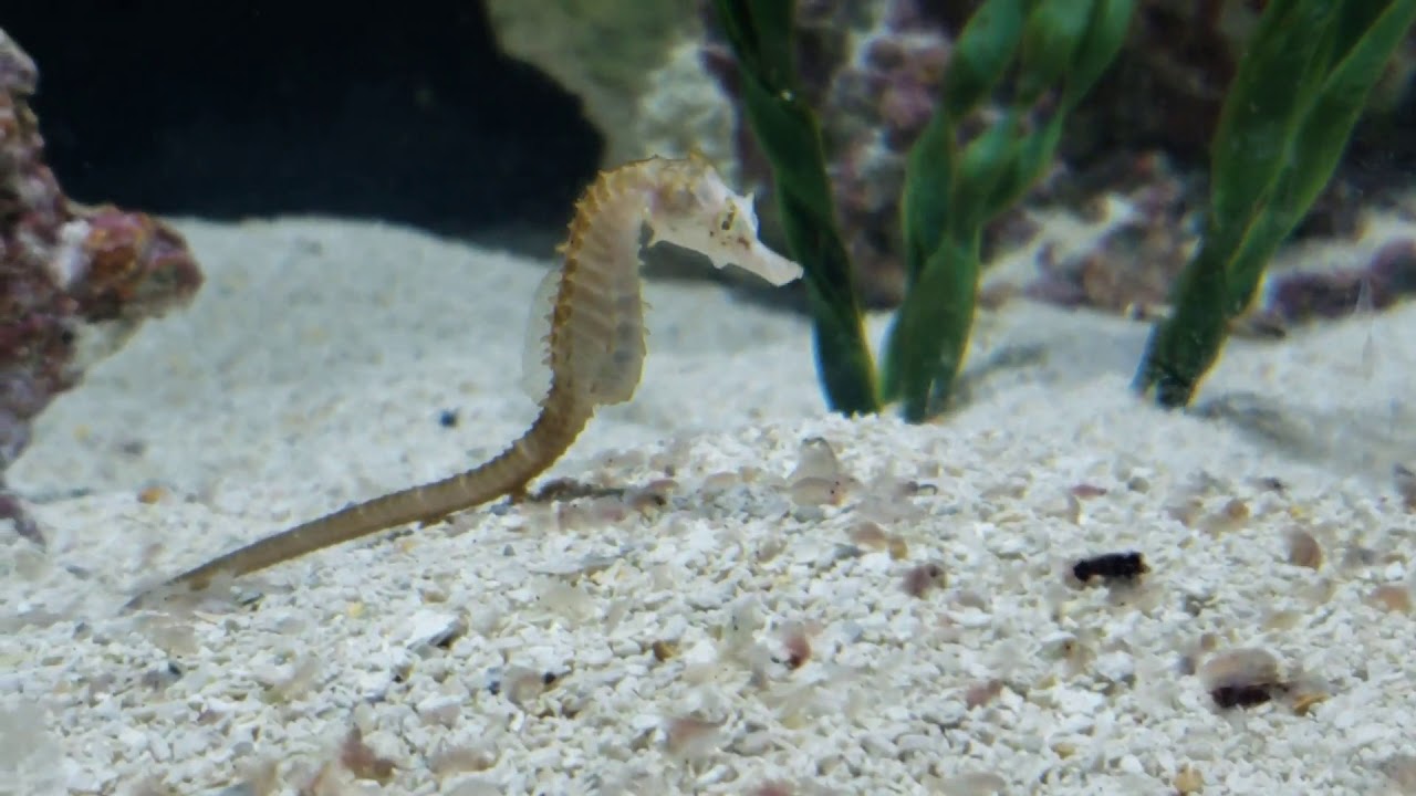 Baby Seahorse Eating. YouTube