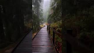 Forest, Relaxing Music With Nature Sounds #shorts screenshot 3