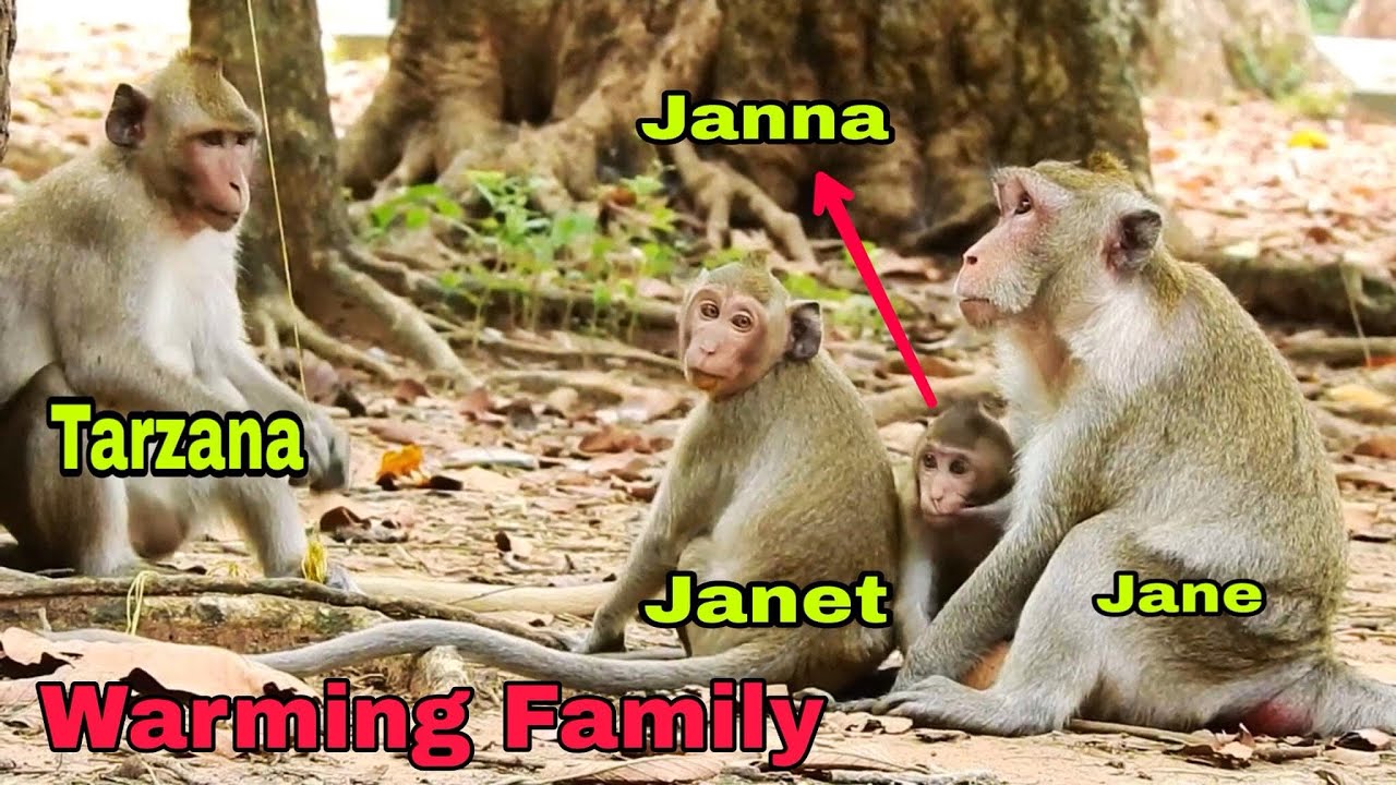 Two siblings teen monkey Tarzana and Janet still need Mom to take care them, Warming Family 💕
