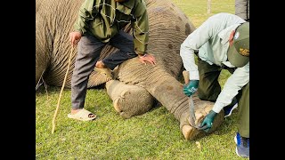 The Elephant Is Returning From Grazing With Its Caretaker.