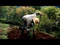 Como plantar un árbol de aguacate 🥑/paso a paso... mejor método