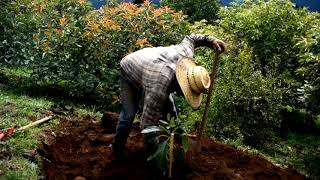Como plantar un árbol de aguacate /paso a paso... mejor método