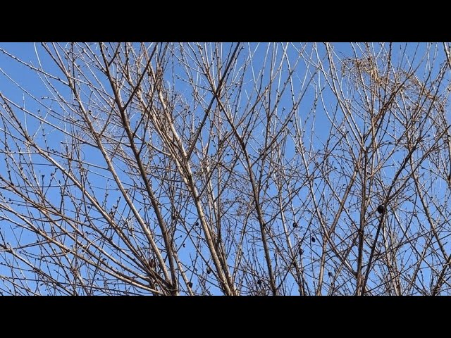 Reiko Kudo – Fire Inside My Hat (Full Album) - YouTube