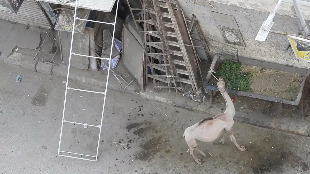 الجمل غضبان  |🐪| Camel feel angry