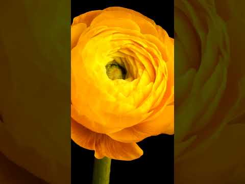 Pulsating Petals: Ranunculus