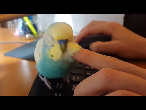 Sleepy Budgie Loves Pets - Syrup the Budgie Sleepy Budgie Loves Pets - Syrup the Budgie
