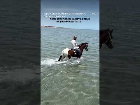 Experience the Red Sea like never before 🐎