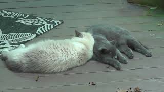 Feral Cats Enjoying a Midday Nap