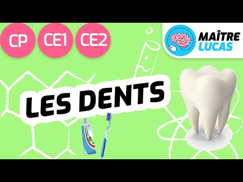 Les dents CP - CE1 - CE2 - Cycle 2 - Sciences - Questionner le monde