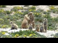 Prairie Dogs: America's Meerkats - Social Life