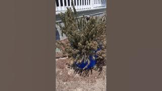 My Rosemary is Sick