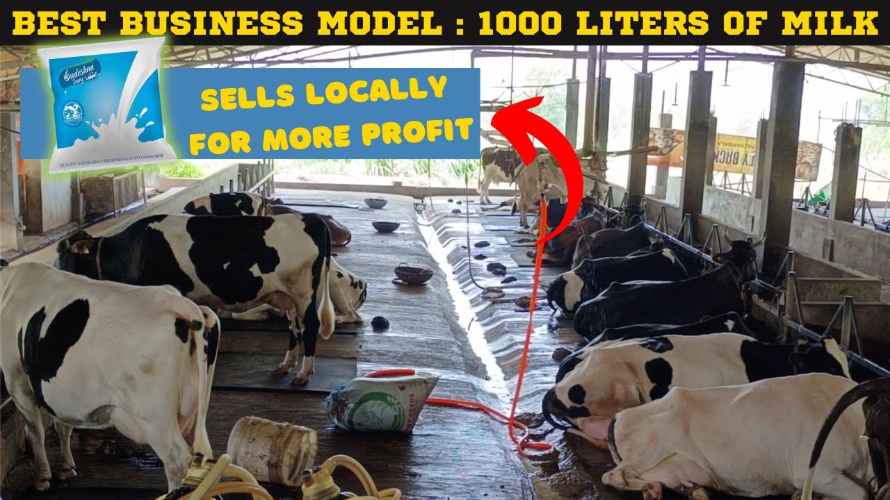 Inside PK Dairy Farm A Fascinating Tour of a Successful Dairy Farm