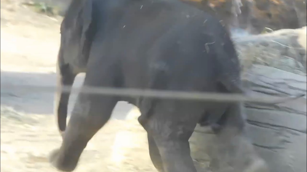 Columbus zoo Asian elephant calf
